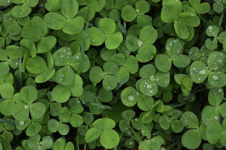A field of clovers with the leaves on them