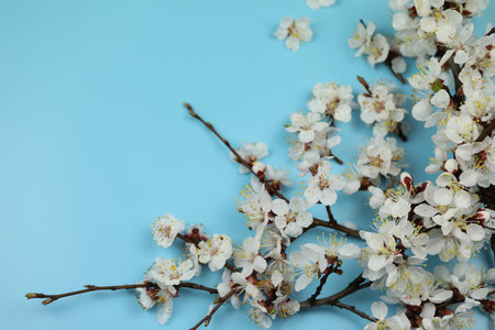 A blue background with spring white apricot blossom on it and copy spaceの写真素材
