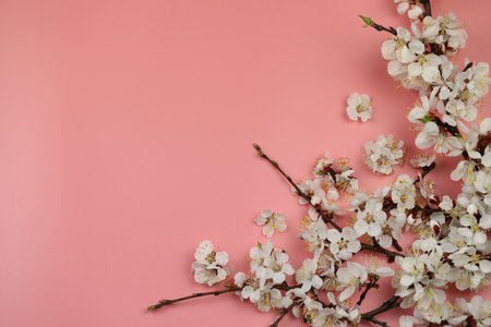 A pink background with spring white apricot blossom on it and copy spaceの写真素材