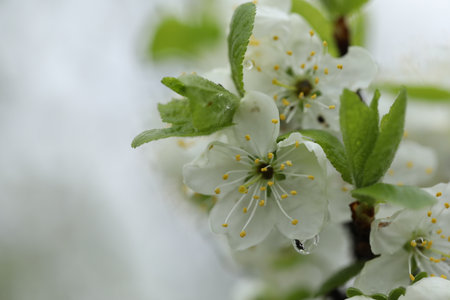 white spring cherry blossom close-up. spring gardenの写真素材