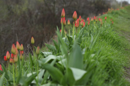 field of multicolored tulips, pattern of spring flowersの写真素材