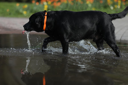 Cute black labrador retriever playing in puddle in the parkの写真素材