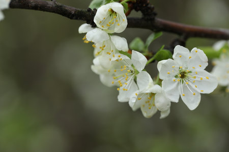 white spring cherry blossom close-up. spring gardenの写真素材