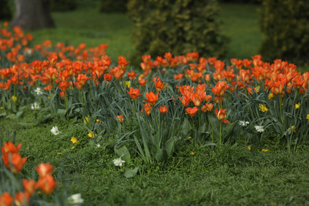 field of multicolored tulips, pattern of spring flowersの写真素材