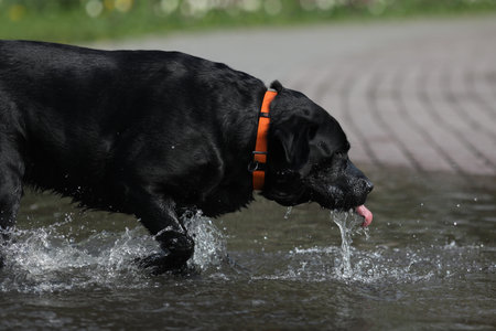 Cute black labrador retriever playing in puddle in the parkの写真素材