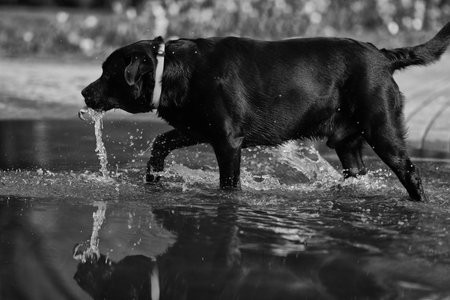 Cute black labrador retriever playing in puddle in the parkの写真素材