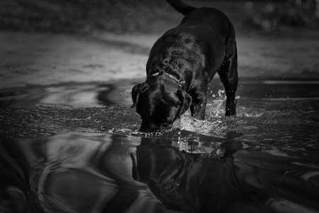 Cute black labrador retriever playing in puddle in the parkの写真素材