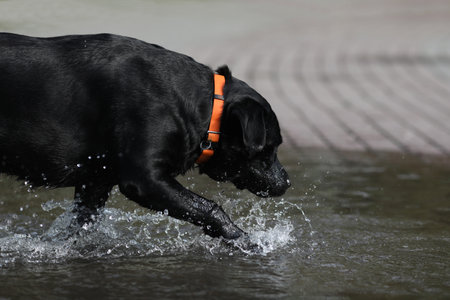 Cute black labrador retriever playing in puddle in the parkの写真素材