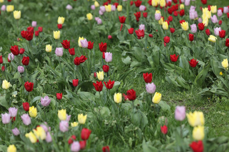 field of multicolored tulips, pattern of spring flowersの写真素材