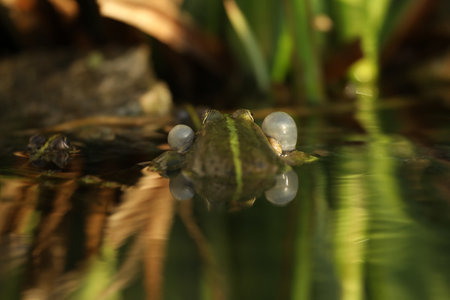 Green edible frog in the water with grassの写真素材