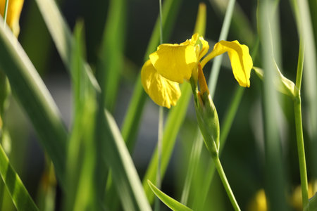 yellow iris flowers on green background with copy spaceの写真素材