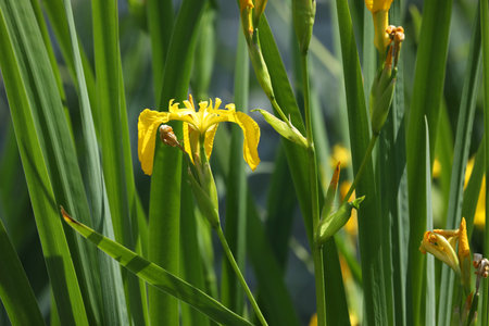 yellow iris flowers on green background with copy spaceの写真素材