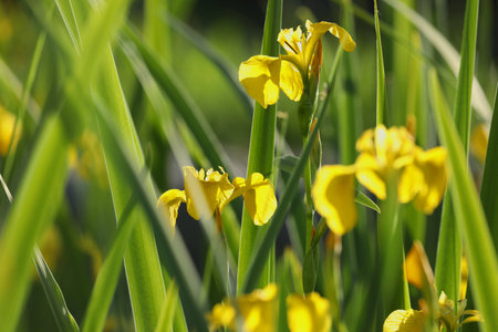 yellow iris flowers on green background with copy spaceの写真素材