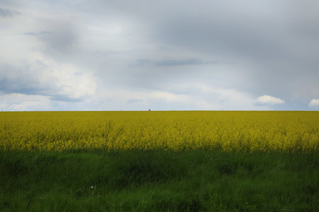 field of rapeseed yellow flowers. summer outdoorの写真素材