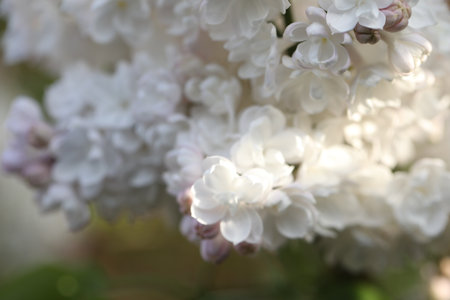 branch of lilac flowers in the spring gardenの写真素材