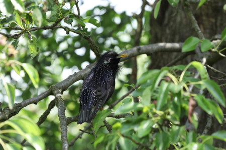 Black common starling in the tree branches outdoorの写真素材
