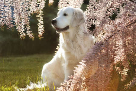 beautiful golden retriever dog in the garden. outdoor lifestyleの写真素材