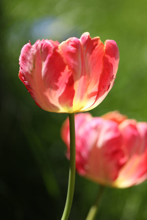 beautiful spring tulips in the gardenの写真素材