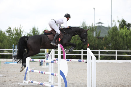 horse and rider on a horse in show jumping competitionの写真素材