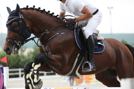 horse and rider on a horse in show jumping competitionの写真素材