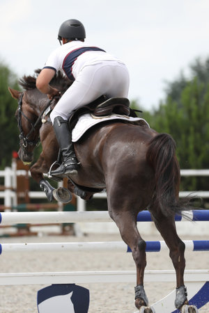 horse and rider on a horse in show jumping competitionの写真素材