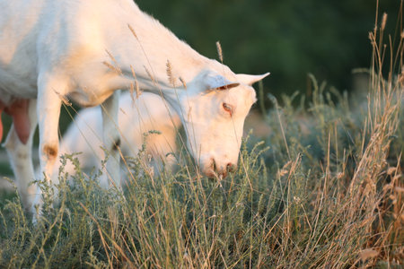 Cute goat on the summer meadow with grass. Outdoor landscape with goatsの写真素材