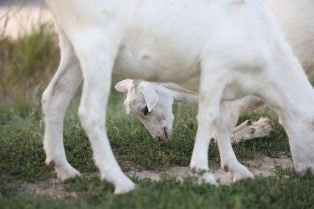 Cute goat on the summer meadow with grass. Outdoor landscape with goats