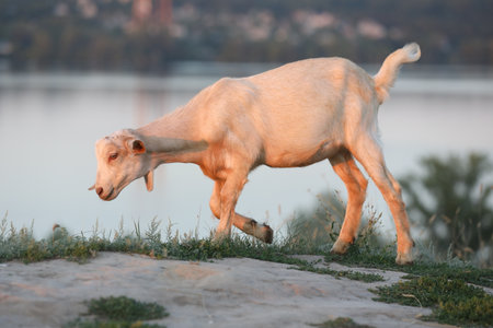 Cute goat on the summer meadow with grass. Outdoor landscape with goatsの写真素材