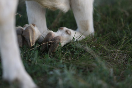 Cute goat on the summer meadow with grass. Outdoor landscape with goats