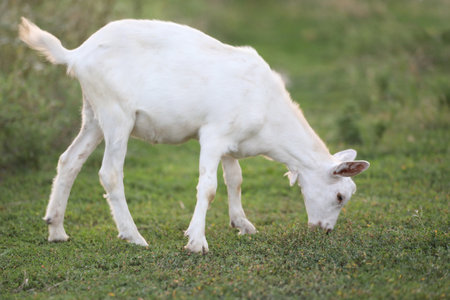 Cute goat on the summer meadow with grass. Outdoor landscape with goats