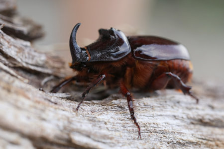 European rhinoceros beetle in nature. Live insect in the garden