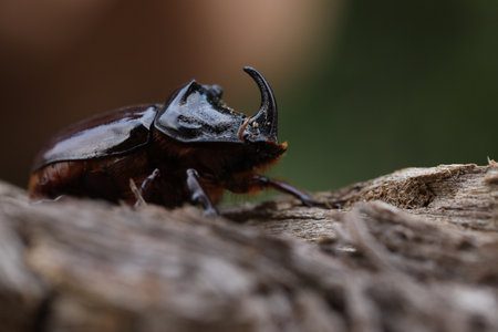 European rhinoceros beetle in nature. Live insect in the garden