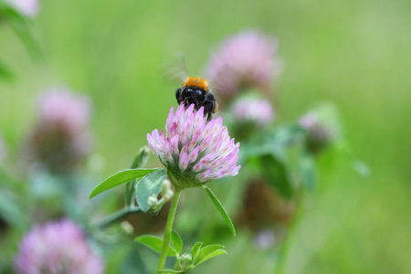 Cute bumblebee on the pink clover flower. Close upの写真素材