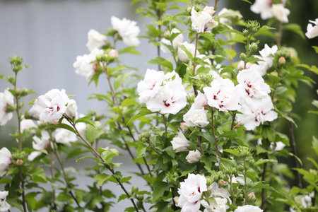 Pattern of hibiscus flowers in the garden. Summer timeの写真素材