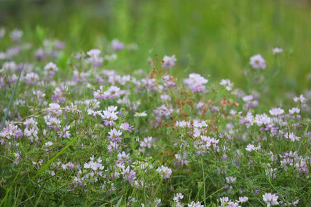 Pattern of wild pink flowers on the meadow in summerの写真素材