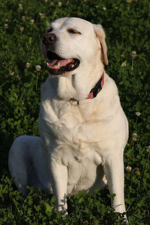 Portrait of cute old labrador retriever dog outdoor. Dog in summer garden with grass