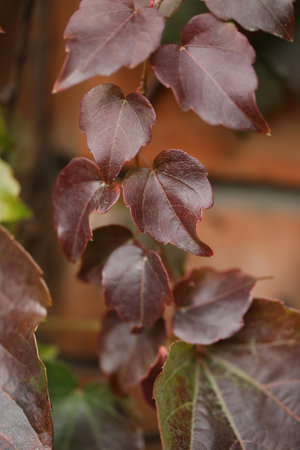 background with pattern of Parthenocissus leaves and copy spaceの写真素材
