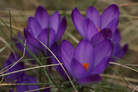 A bunch of purple crocus flowers in the grassの写真素材