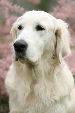 Portrait of beautiful golden retriever dog in the garden. outdoor lifestyle
