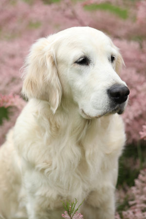 Portrait of beautiful golden retriever dog in the garden. outdoor lifestyle