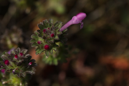 Small spring first flower in the grass. Wild flowers outdoor in nature