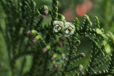 Cones of thujopsis planr close up. Macro photography of thujopsisの写真素材
