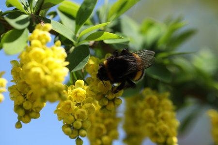 Green backgound with bright yellow barberry flowers and bumblebee