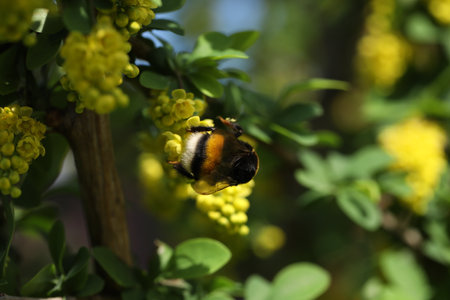 Green backgound with bright yellow barberry flowers and bumblebee