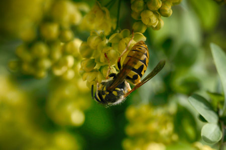 Green backgound with bright yellow flowers and wasp