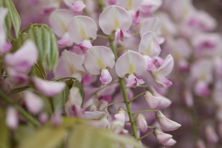Beautiful wisteria flowers in spring garden. Beauty of springの写真素材