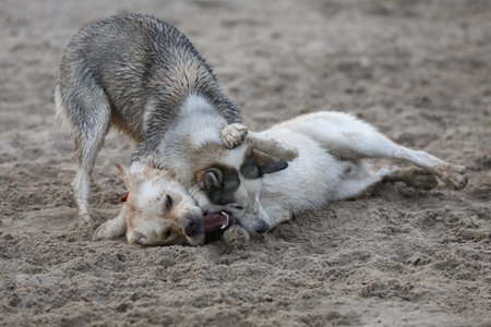 Dogs playing in the sand. Husky with labrador retriever playing on the beach