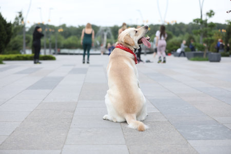 Cute labrador retriever in red bandana in the parkの写真素材