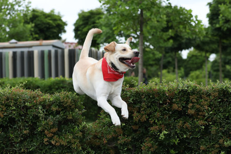 Cute labrador retriever in red bandana in the park