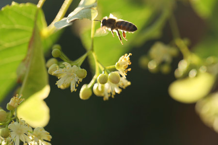 Small bee on light green flowers of linden tree. Summer linden blossom close upの写真素材